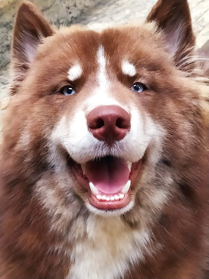 Imagem ilustrativa da empresa Husky Siberiano - Canil Capixaba em Cachoeiro de Itapemirim - ES