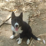 Imagem ilustrativa da empresa Mirra Dogs - Border Collie em Niterói - RJ