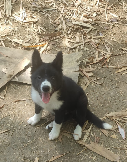 Imagem ilustrativa da empresa Mirra Dogs - Border Collie em Niterói - RJ