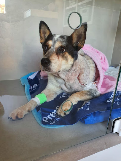 Onco Support - Centro Oncológico Veterinário em Porto Alegre - RS