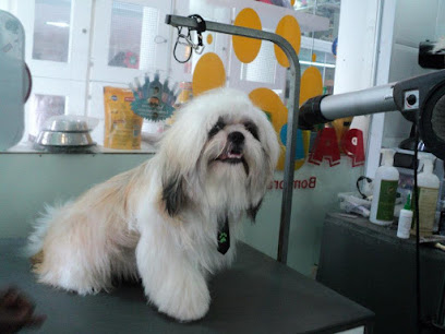 Imagem ilustrativa da empresa PAPET - VETERINÁRIA -Campinas em Campinas - SP