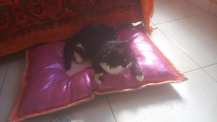 Patas do Mundo Vet Assistence | Clínica Veterinária | 24 horas em Porto Alegre - RS