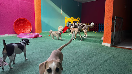 Pet New Life Veterinária - Clínica | Banho e tosa | Creche e hotel | Fisioterapia veterinária em Guarulhos - SP
