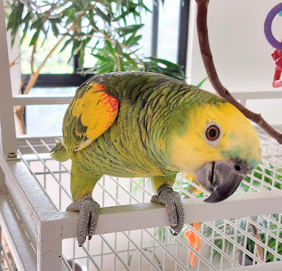 Imagem ilustrativa da empresa Pet Zoo Clínica Veterinária especializada em animais silvestres e exóticos em Salvador - BA