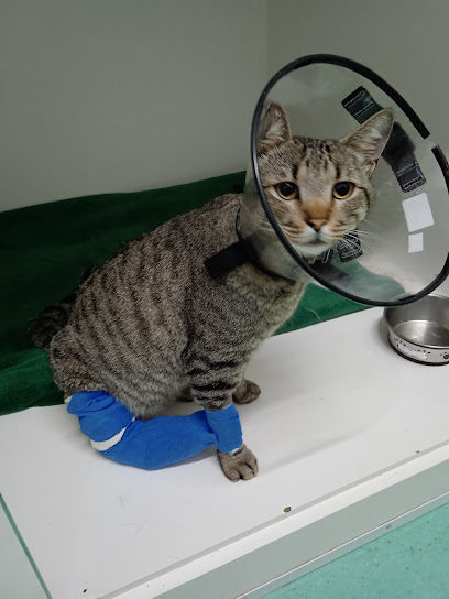 Point Animal - Veterinário em Porto Alegre - RS
