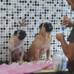 Imagem ilustrativa da empresa Saúde Animal Clínica Veterinária e Pet Shop em Maceió - AL