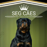 Imagem ilustrativa da empresa Seg cães - Locação de cães de guarda e vigilância em Recife - PE