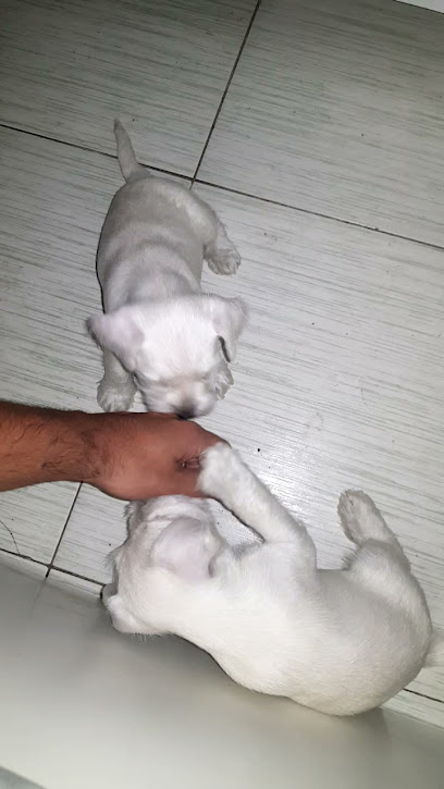 Sottam Kennel em Ribeirão Pires - SP