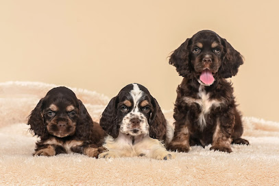 Velvet Hugs - Canil Especializado em Cocker Spaniel Americano em São Paulo - SP