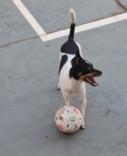 VET DONTECHEF - Consultório Veterinário e Pet Shop em Campo Grande - MS