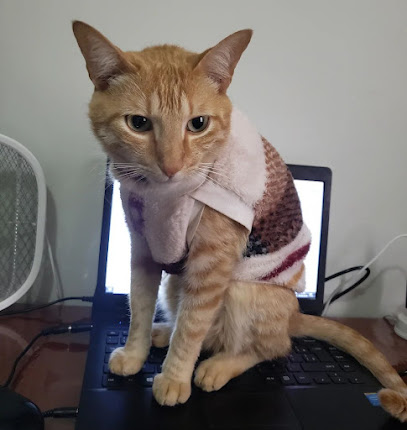 Imagem ilustrativa da empresa Veterinária a Domicilio Tatiana Novaes - Bicho Felpudo em Uberlândia - MG