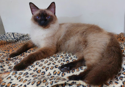 Veterinária de Assis em Nova Iguaçu - RJ