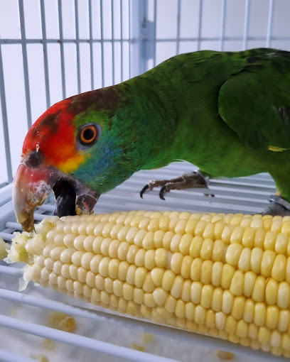 Veterinária Medeiros Teixeira em São Gonçalo - RJ
