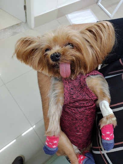 Imagem ilustrativa da empresa Veterinarii em Recife - PE