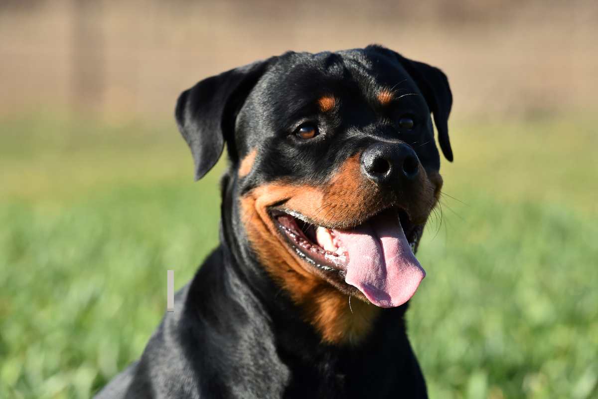 Como adestrar meu cachorro rottweiler?