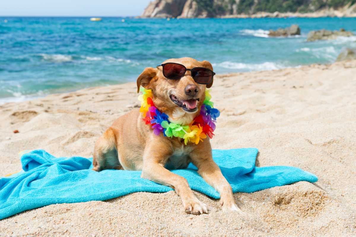 Florianópolis estuda liberar cães em praias com regras de local e horário definidos