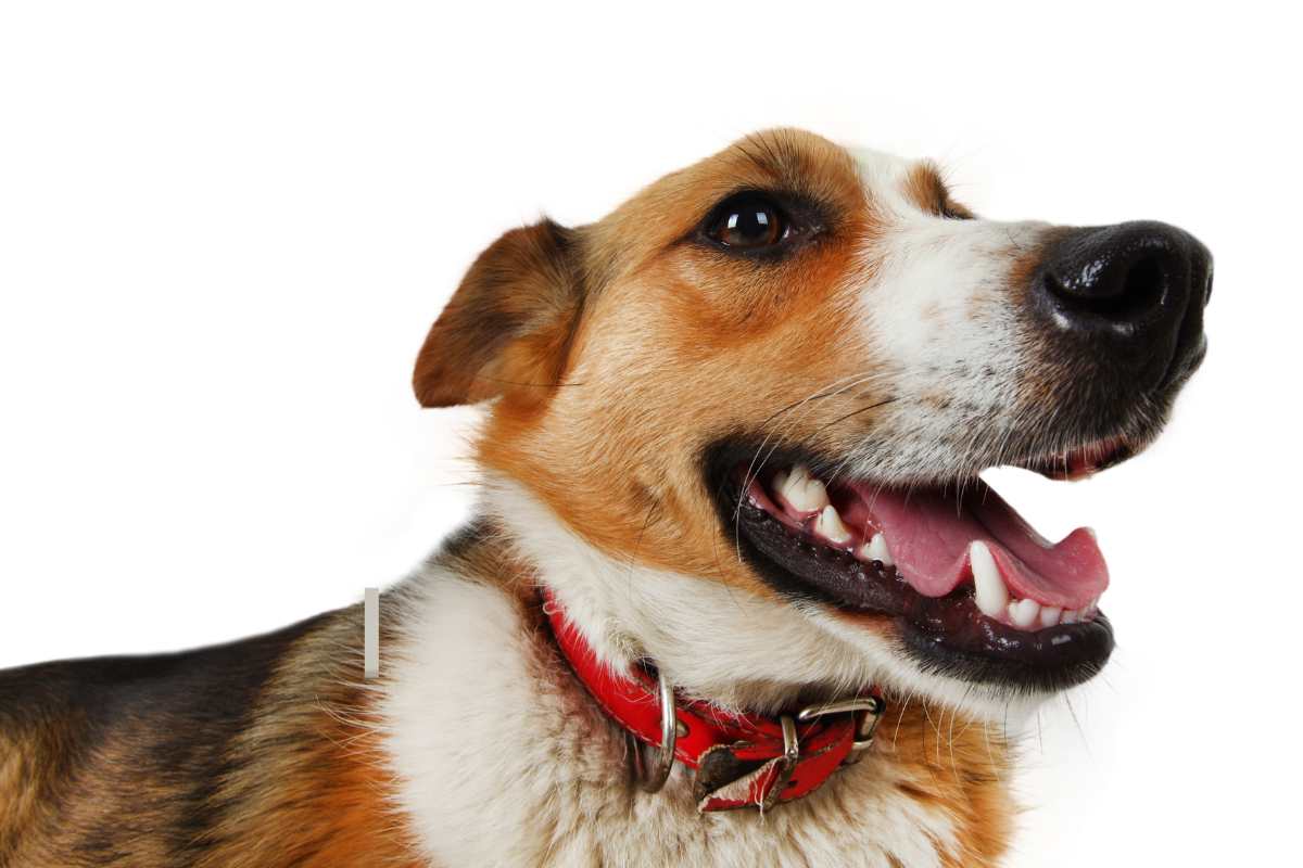 Como adestrar meu cachorro vira-lata?