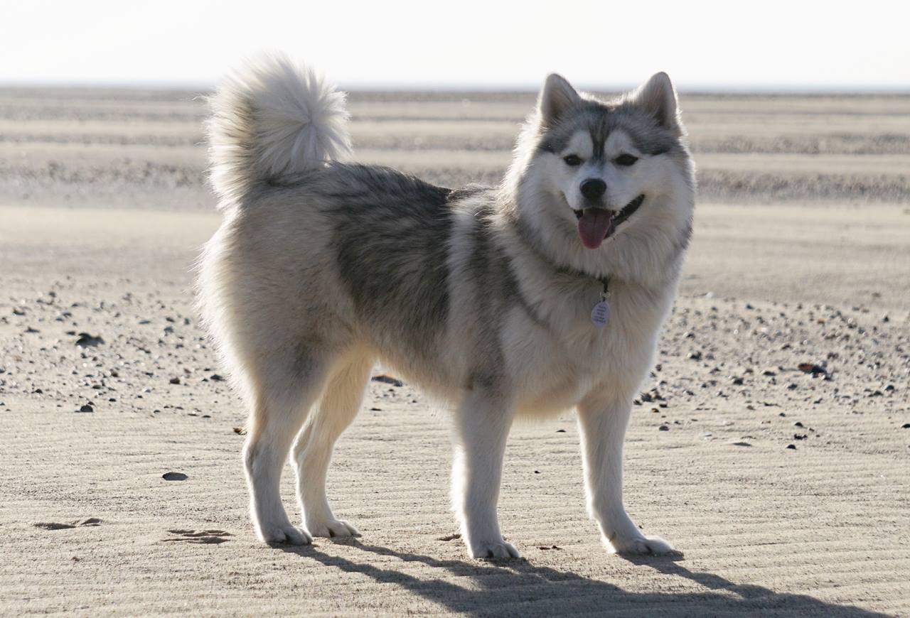 Pomsky: Tudo o Que Você Precisa Saber Sobre Essa Raça Adorável
