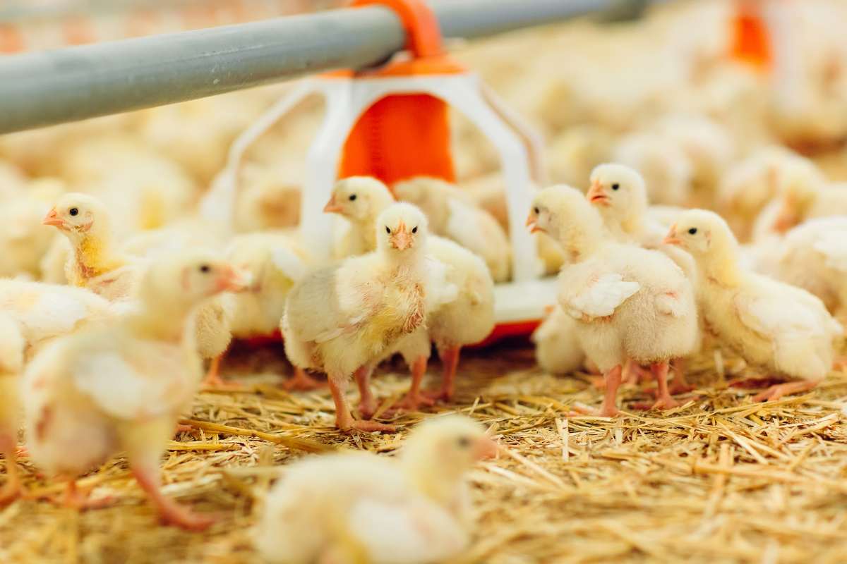 Sanidade Animal: O Papel das Cooperativas na Saúde do Rebanho e na Sustentabilidade Rural