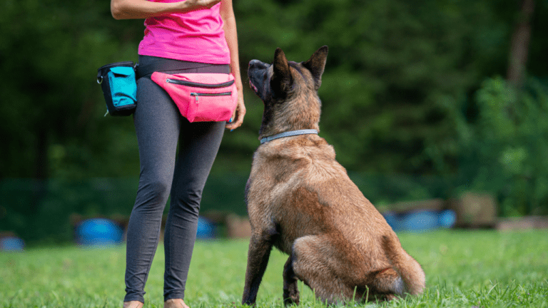 10 Dicas Essenciais Para Adestrar um Cachorro