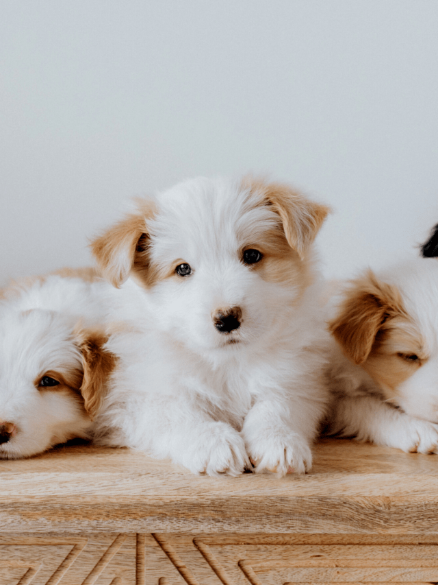5 Dicas de Como Educar Cachorro Filhote