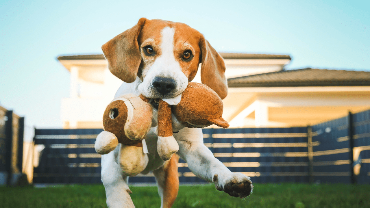 como adestrar cachorro beagle