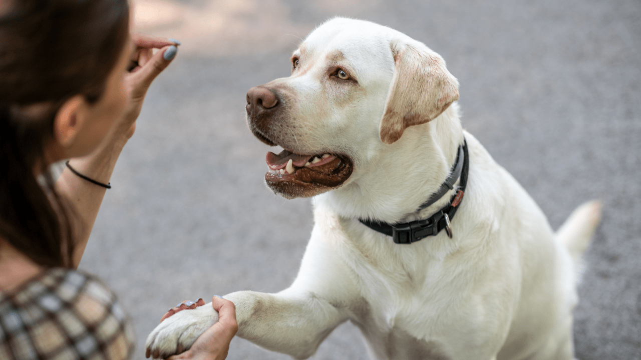 como adestrar um cachorro surdo