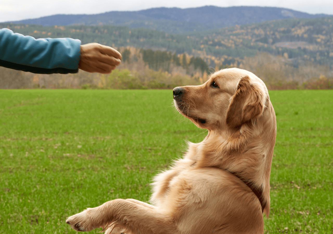 Quanto tempo demora para adestrar um cachorro