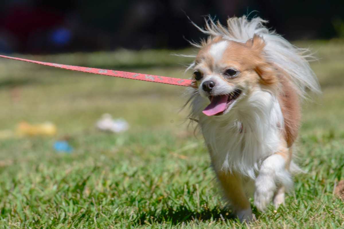 Cachorro a Fazer as Necessidades na Rua