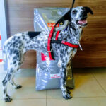 Imagem ilustrativa da empresa CENTER PET Consultório veterinário & Pet Shop em Uberlândia - MG